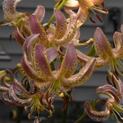 Slate's Morning - inflorescence
